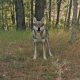 She Wolf Totem