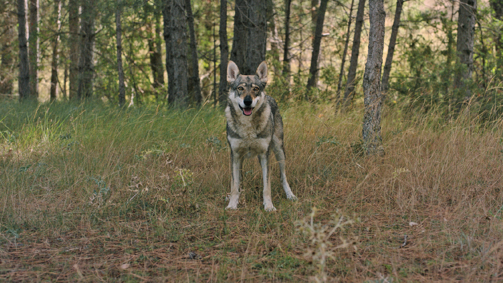 She Wolf Totem